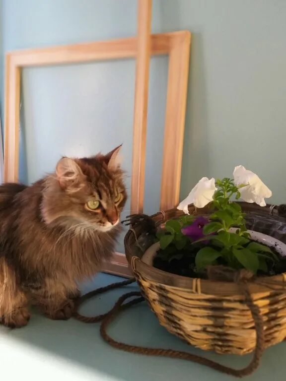 Кот породы мейн кун фото. Дом для собаки. Самые лучшие кошки для квартиры и детей. Разные породы кошек. Породы кошек таблица.