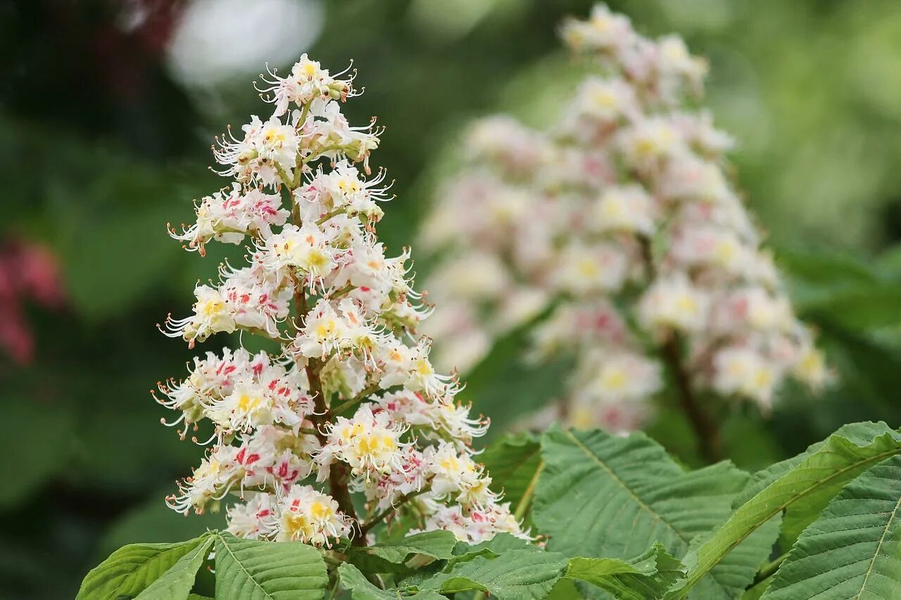 Каштан конский (Aesculus). Конский каштан соцветие. Каштан конский обыкновенный дерево. Конский каштан восьмитычинковый. Каштановые цветы