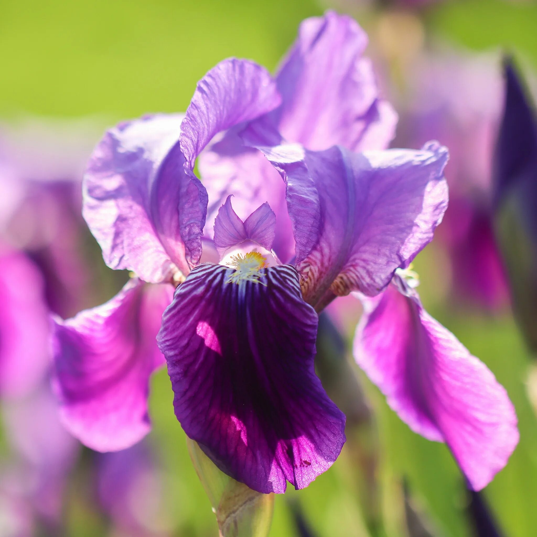ирис фростед интриг. ирис сибирский кабум. Iris download. ирис фиолетовый обыкновенный. ирис сибирский.