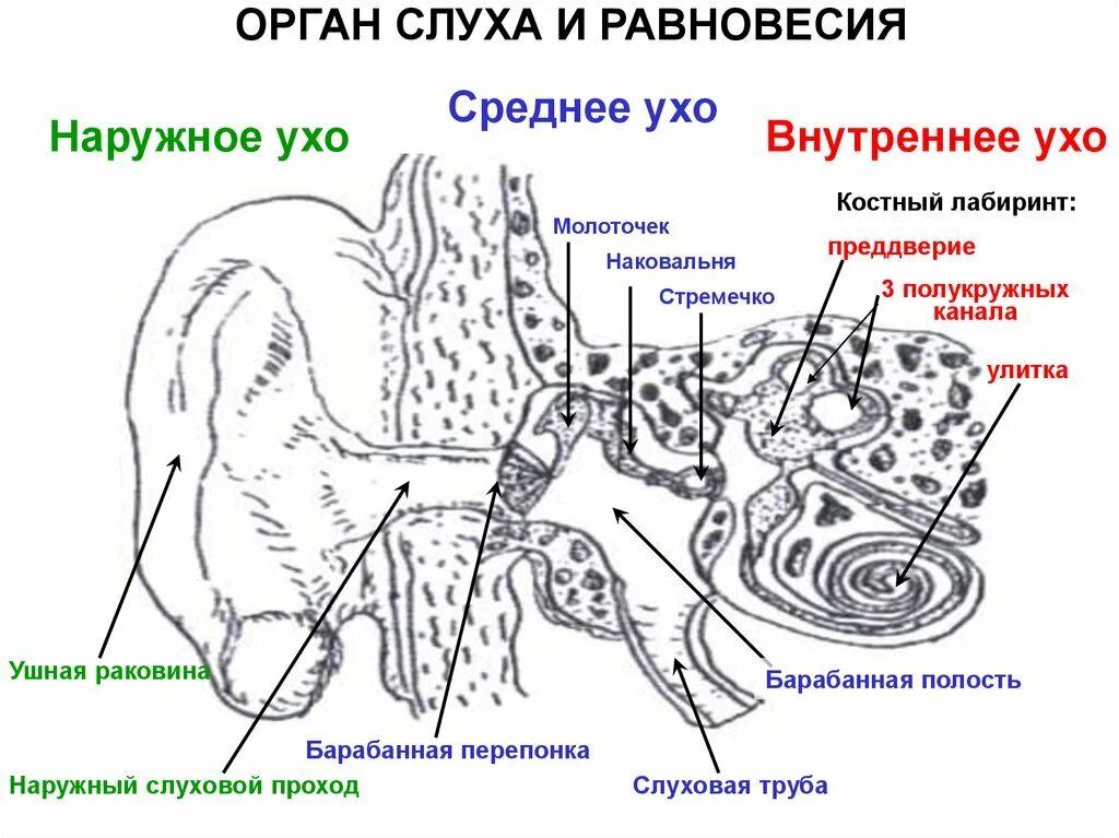 Внутреннее ухо орган слуха схема. Строение внутреннего уха орган слуха. Ухо строение анализатор равновесия. Схема строения внутреннего уха гистология.