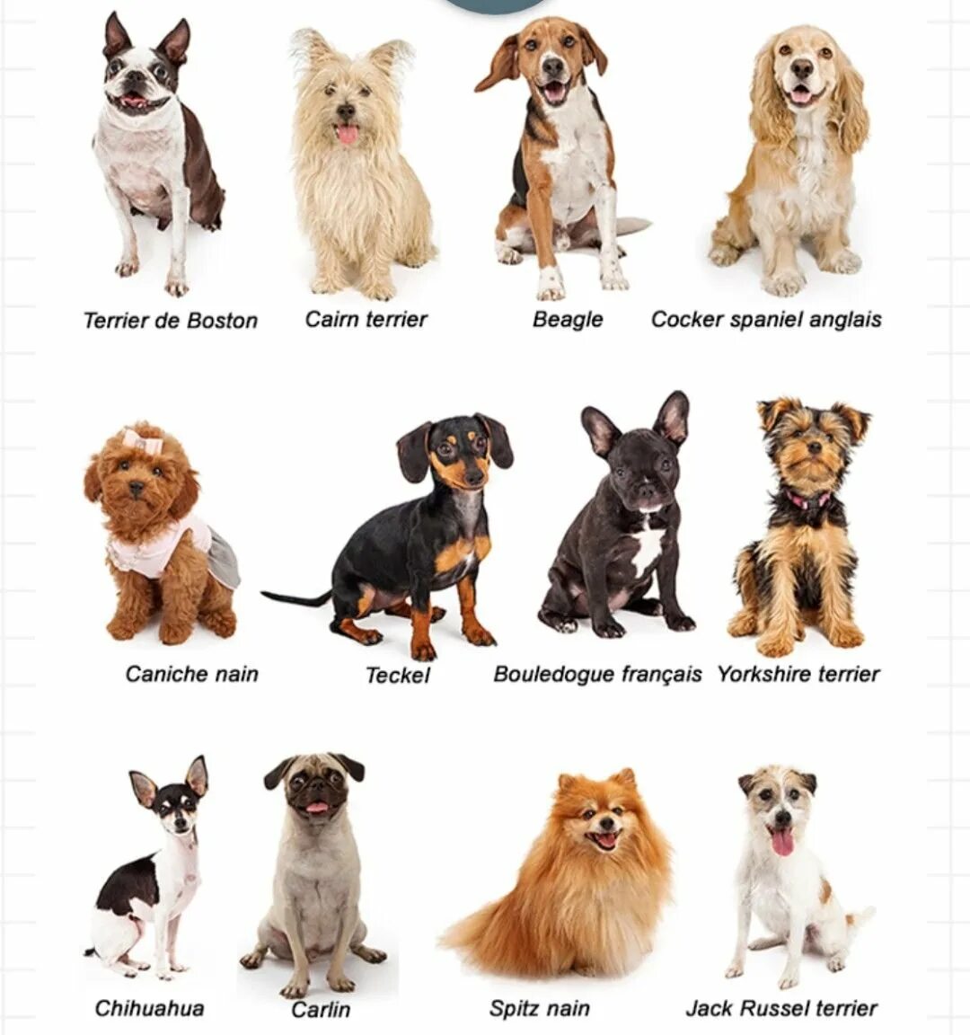 Небольшие породы собак с фотографиями. Породы собак домашних. Породы маленьких собак. Название пород маленьких собак. Средняя порода собак для квартиры.