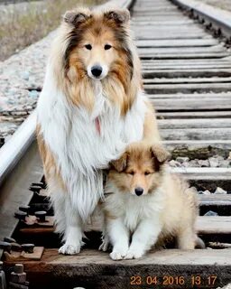Родня шелти 5