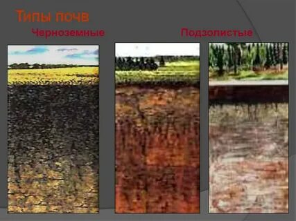 Виды почвы слои почвы