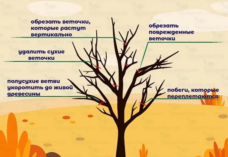 Можно ли обрезать нижние ветки. Санитарная обрезка плодовых деревьев. Схема санитарной обрезки деревьев. Схема обрезки плодовых деревьев весной. Обрезание плодовых деревьев весной.