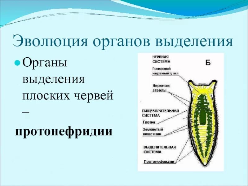 Развитие систем органов у червей. Выделительная система червей 7 класс. Тип выделительной системы у плоских червей. Выделительная система плоских червей органы системы. Выделительная система плоских червей схема.