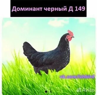 Доминант 149 куры описание