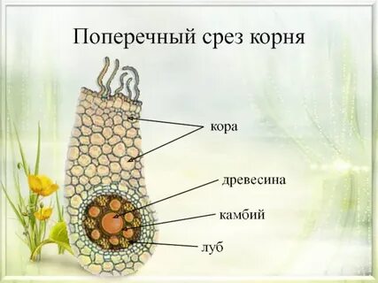 Срезы 3 класс