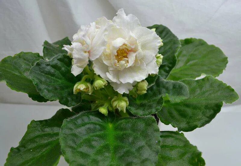 фиалка голден аутумн. фиалка золотая. фиалка ле золотой лев. фиалка ле-золотая пена спорт. ав золотая звезда фиалка.