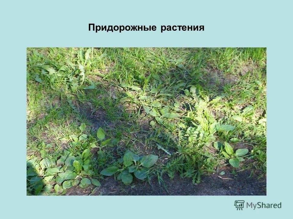 Придорожные растения. Придорожная трава. Сорно-придорожной растительности. Придорожные сорняки. Придорожный листья