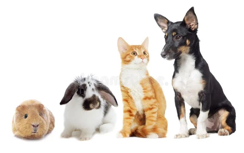 Dogs and cats and rabbits