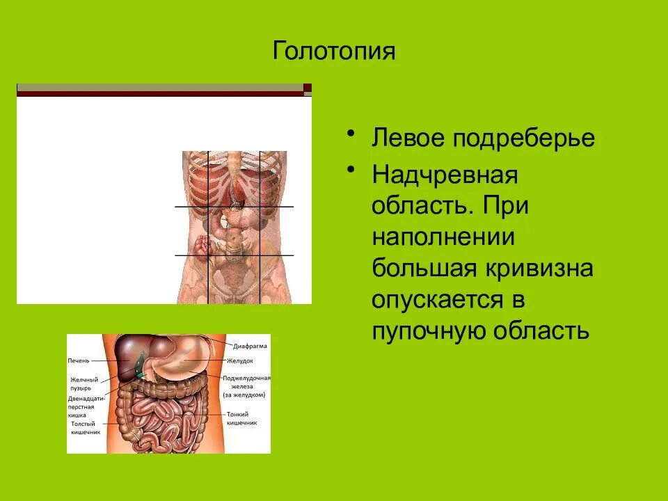 Какие органы в левом подреберье