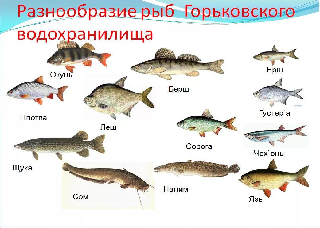 Речные рыбы. Пресноводные рыбы названия. Какие виды рыб. Речные рыбы названия.