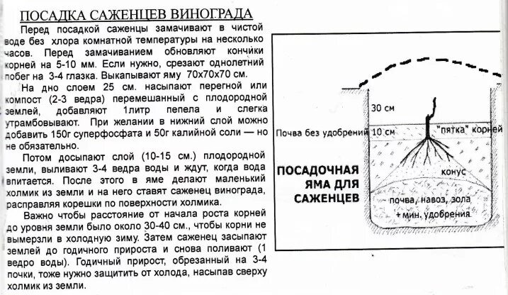 Пересадка при оплате. Удобрение для посадки винограда весной. Посадка винограда. Высадка саженцев винограда. Как правильно посадить виноград.