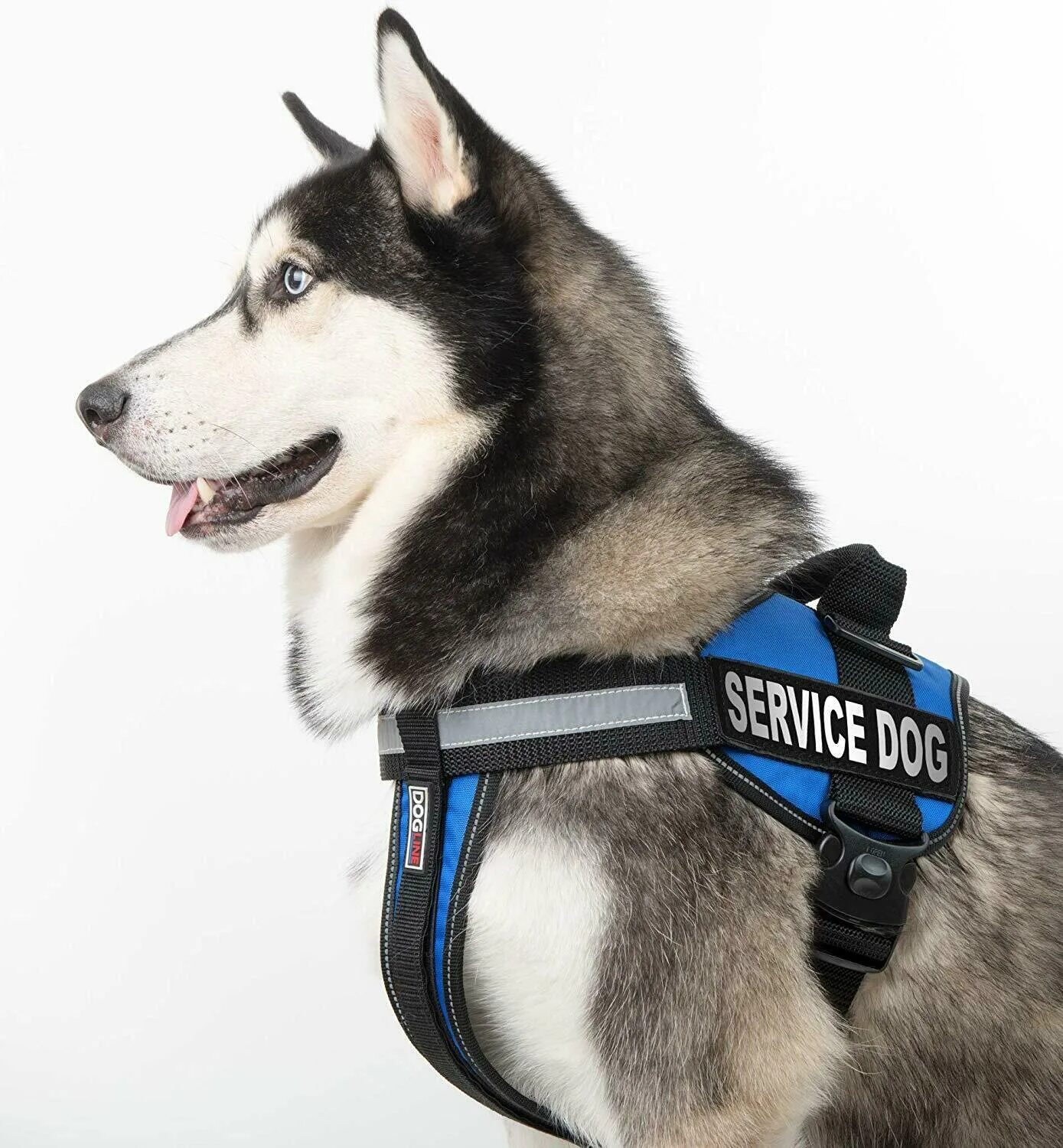 Как подобрать шлейку для собаки. Шлейка Comfy harness. Шлейка service Dog. Шлейка терапи дог. Шлейка прогулочная для собак.