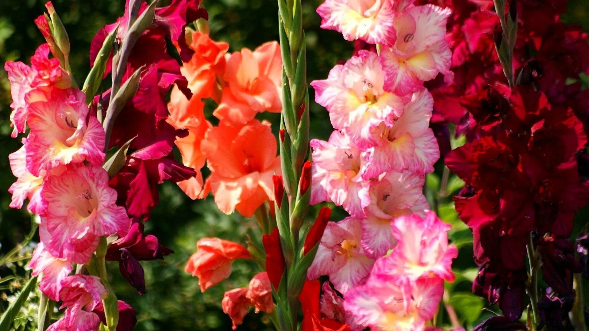 Почему гладиолус. Гладиолус вабенне. Гладиолус фламенко. Гладиолус описание растения. Гладиолус шоубёрд.