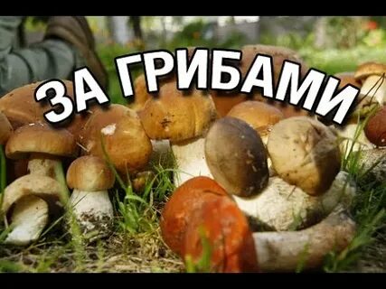 Грибы пошли прикол