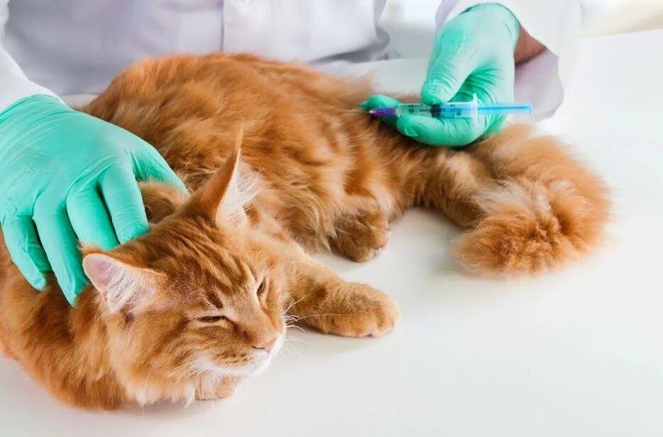 Вакцинация кошек. Кошка в ветеринарной клинике. Вакцинирование кошек. Мейн кун в ветеринарной клинике.