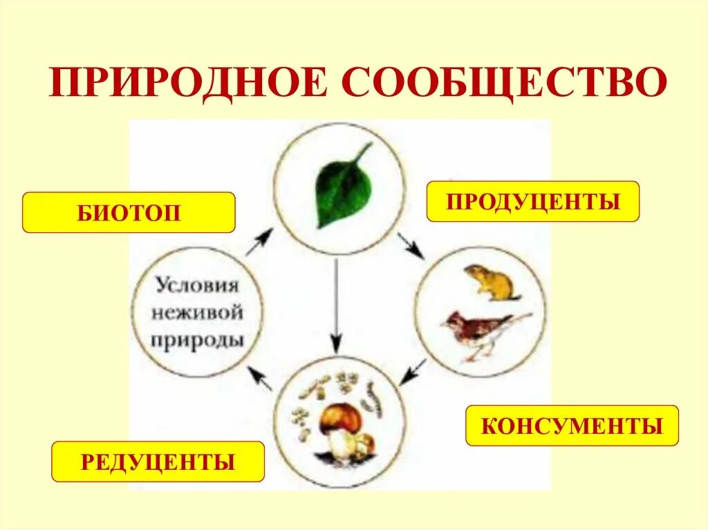 Пары соответствия природного сообщества. Схема природного сообщества. Примеры природных сообществ. Природные сообщества 5 класс биология. Кластер природные сообщества.