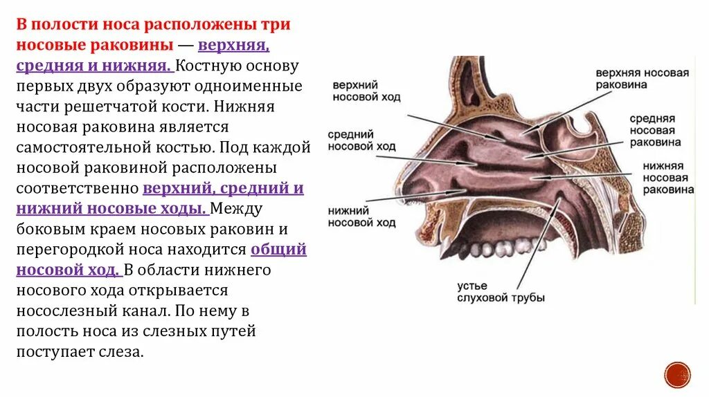 Полость самостоятельно. Полость самостоятельно. Анатомия полости носа человека. Строение ротовой полости егэ. Пищеварение в ротовой полости строение и функции зубов.