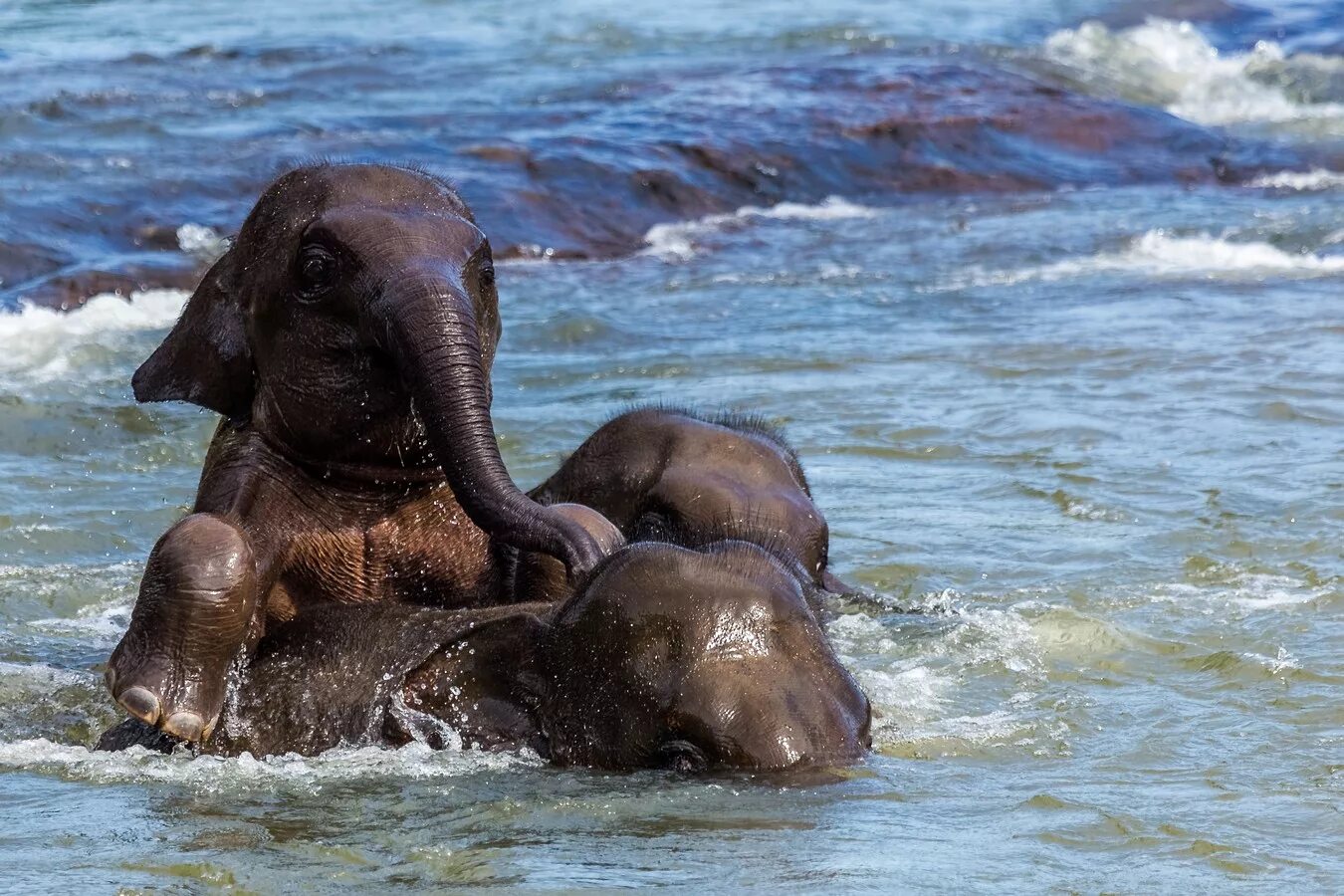 Слон купается. Слоненок купается. Слоны плавают. Слон в воде.