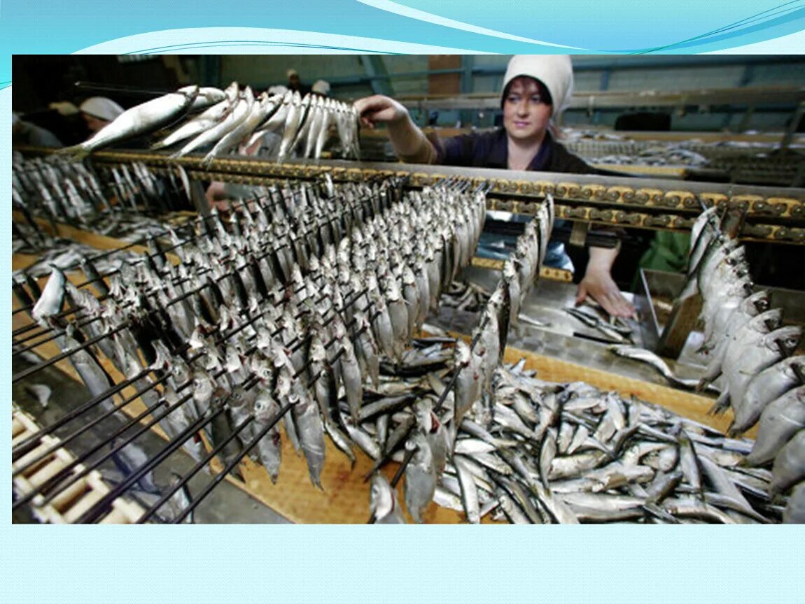 Рыбной колхоз. Рыболовецкий колхоз ссср. Рыболовецкие артели 1930. Рыболовецкий колхоз имени ленина петропавловск-камчатский. Завод имени кирова озерское сахалин.