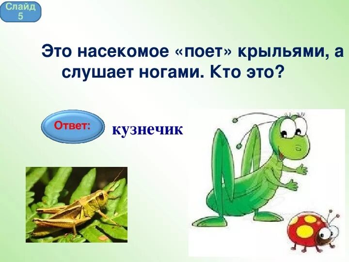 Пою крыльями слушаю ногами