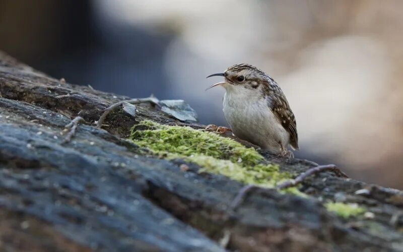 Treecreeper (Certhia familiaris) This Treecreeper led me a. Flickr