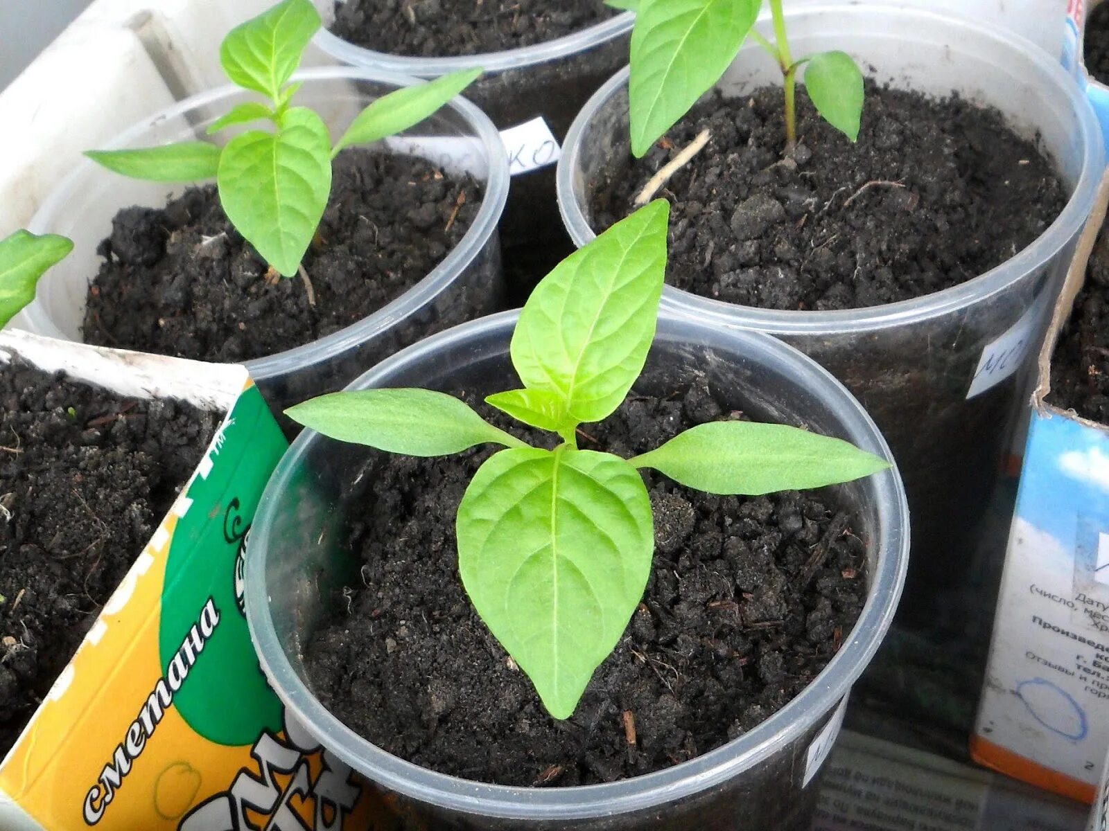 Рассада перца в апреле. Посадка сладкого перца. Перец джемини. Можно посадить перец на рассаду в апреле. Когда сажать овощи на рассаду.