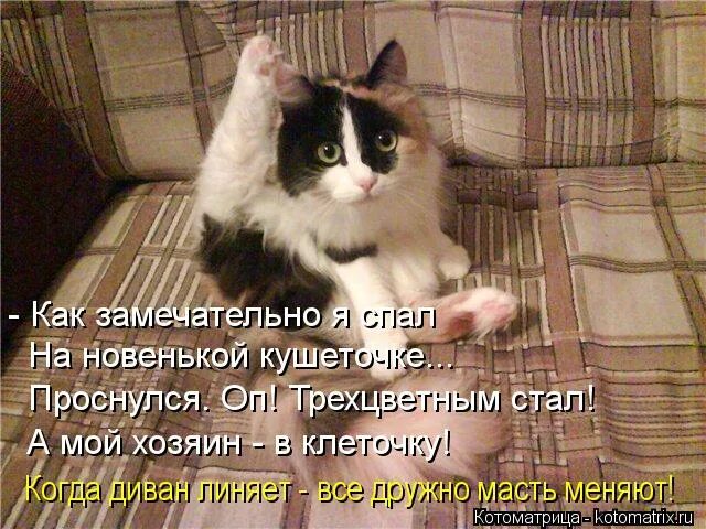 да у вас есть укрыть кота. просыпайся мой хозяин я. проснись хозяин. трезва как стеклышко как. просыпайся мой хозяин я.