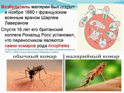 Малярийный возбудитель