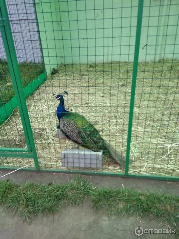 Сызранский контактный зоопарк «птичья дача». Контактный зоопарк сызрань птичья дача. Птичья дача. Птичья дача. Птичья дача.