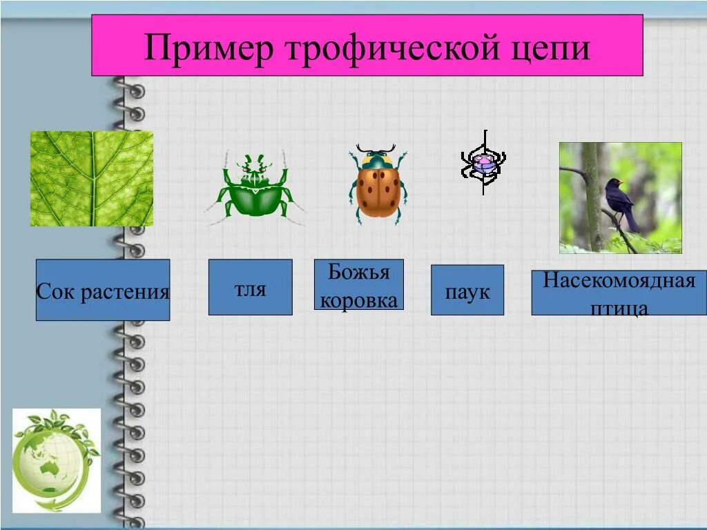 Сок розового куста тля паук насекомоядная птица. Цепь питания тля Божья коровка. Трофическая цепь. Пищевая трофическая цепь. Трофическая цепь примеры.