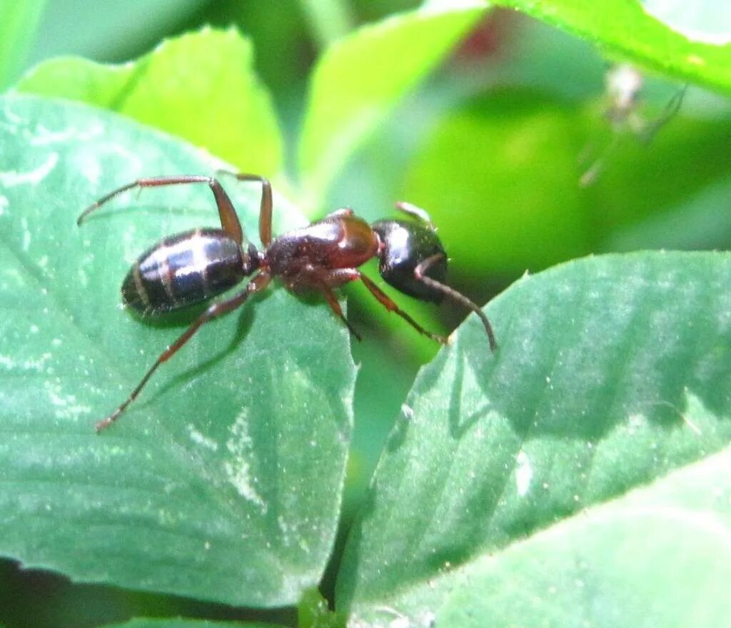 Лесной муравей тип развития. Рыжий Лесной муравей. Муравьи фуражиры. Лесные муравьи. Северный Лесной муравей.