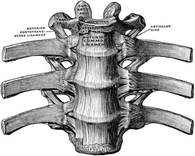 Articulatio capitis costae