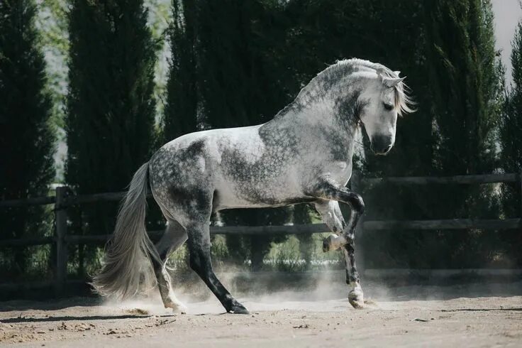 petvety.com Race horse breeds, Horses, Horse breeds
