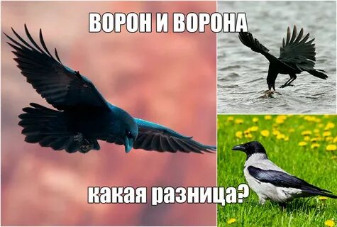 Чему ворон и ворона похожи