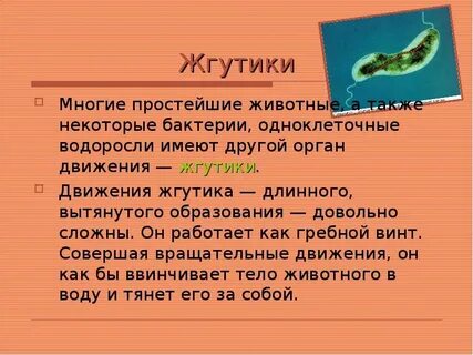 Какие одноклеточные животные передвигаются с помощью жгутиков