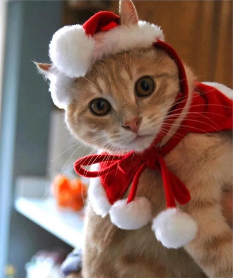 Кошечка последний. Новогодние коты. Котик в новогодней шапочке. Кот в новогодней шапке. Новогодняя кошечка.
