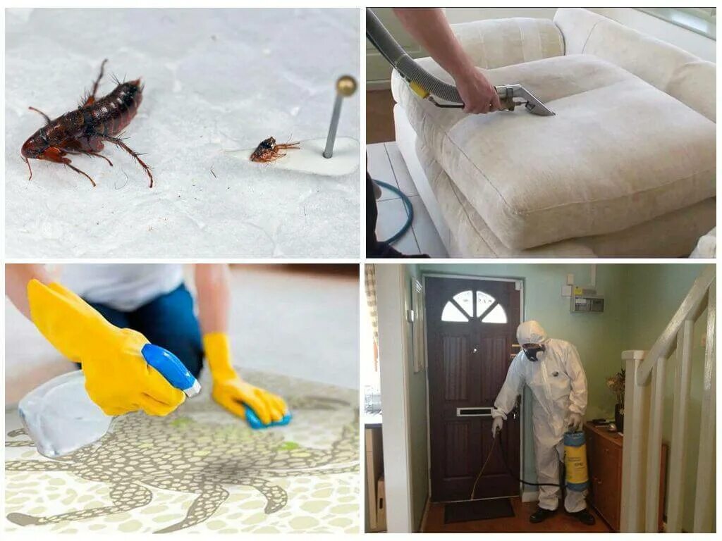 Как избавиться от клопов народными средствами быстро