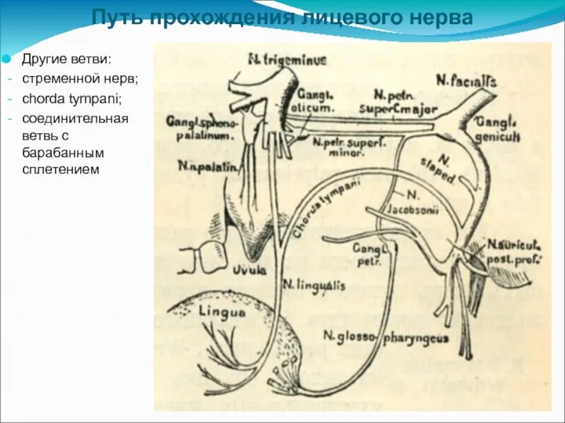 Освобождение нерва латынь. Соединительная ветвь с барабанным сплетением. Стременной нерв. Иннервация стременного нерва. Стременной нерв латынь.