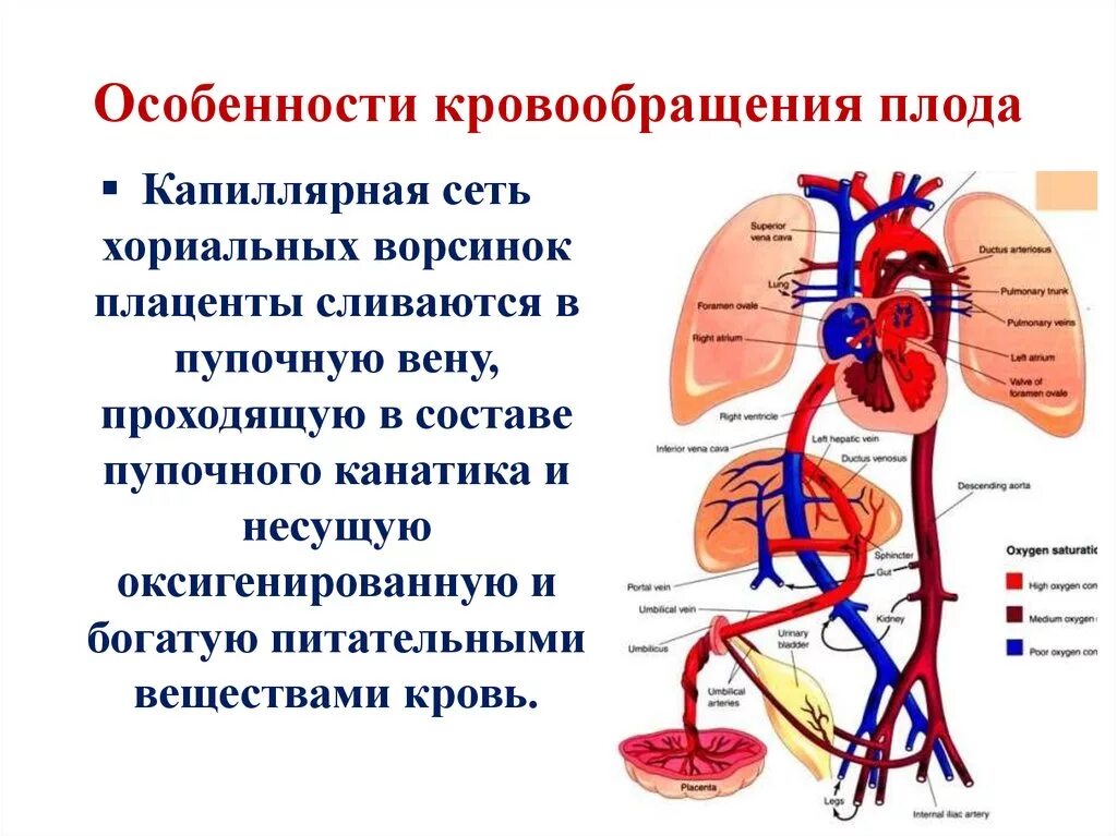 Признаки гемодинамики. Кровоснабжение плода гистология. Кровообращение плода. Особенности кровообращения плода. Кровообращение плода схема.