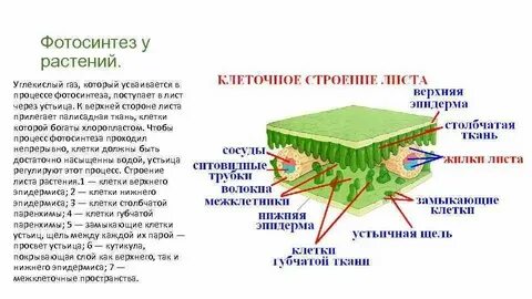 Листья растений дышат