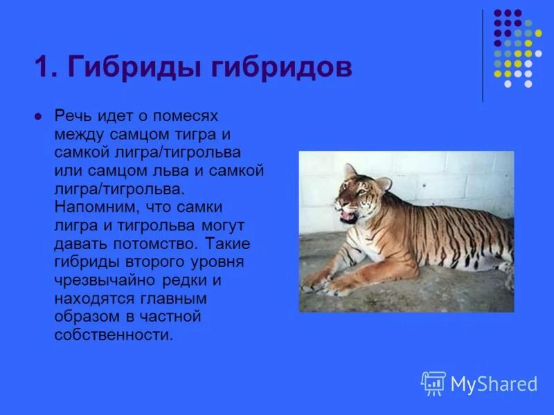 Гибридное потомство это. Межвидовые гибриды. Гибрид (биология). Отдалённая гибридизация животных. Гетерозис примеры.