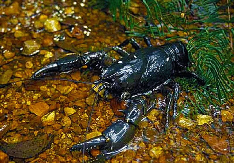 Пресноводный рак, Astacopsis Gouldi. Giant Tasmanian Crayfish. Черный раковых название. Большой речной рак