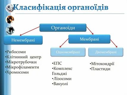 Немембранные органоиды клетки конспект 10 класс