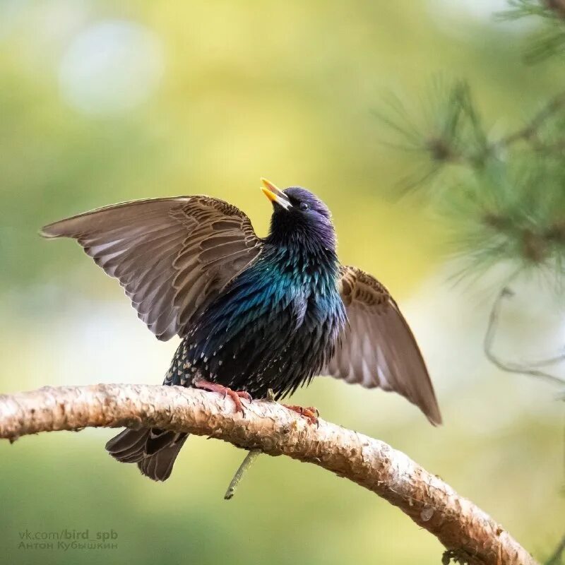 птицы не поют песня слушать. птицы не поют песня слушать. десятый наш десантный батальон табы. стихи о войне. птицы не поют песня слушать.