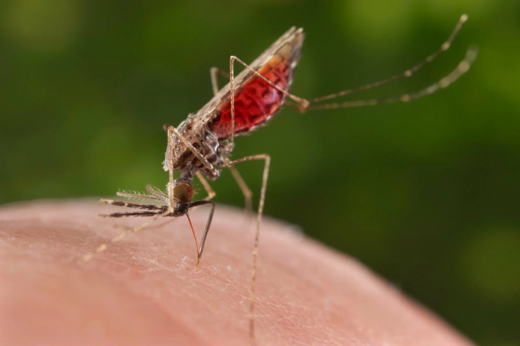 Малярия животное. Малярийный комар. Малярийный комар анофелес. Малярийный Москит анофелес. Москиты и малярийные комары.
