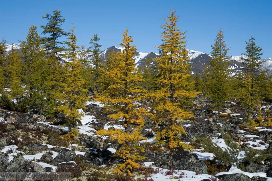 лиственница почвы. даурская лиственница магадан. светлохвойная лиственничная тайга. лиственница описание. лиственница гмелина сахалин.