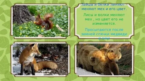 Какие животные линяют и меняют мех