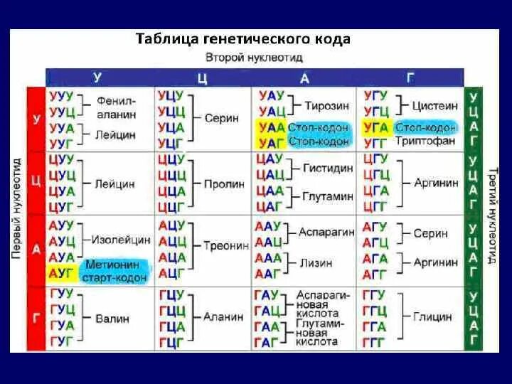 Таблица триплетов генетического кода. Таблица аминокислот и триплетов. Генетический код нуклеотиды таблица. Таблица кодонов аминокислот РНК.